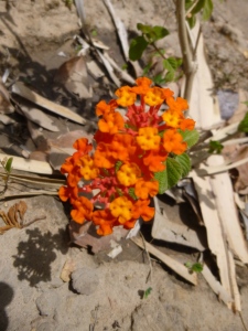 Butterfly Bush (Lantana camera) 